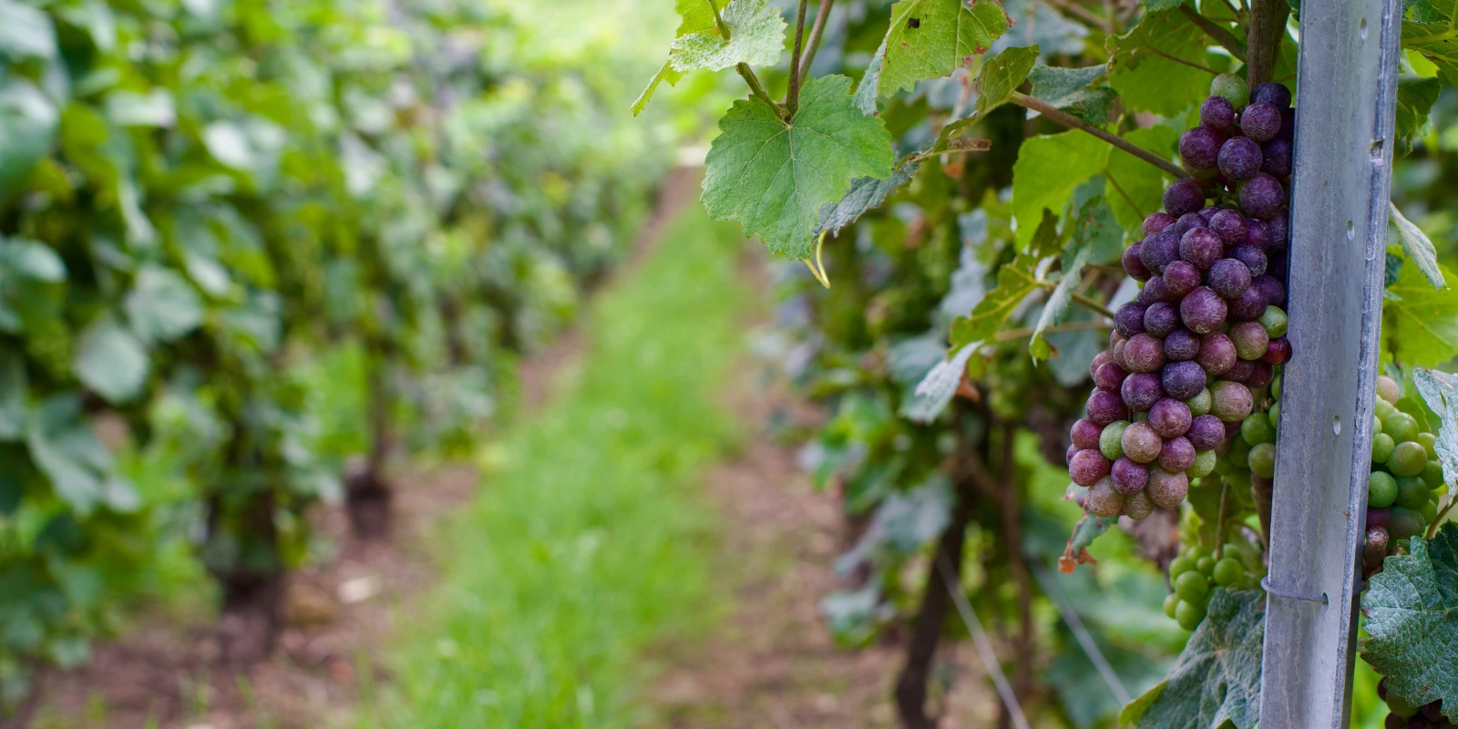 BTSA ACSAGRI : Est-il Possible de Redoubler ?