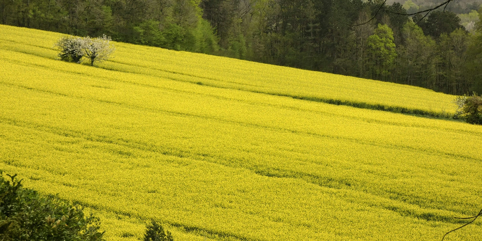 BTSA ACSAGRI (Ex-ACSE) : Avis et Témoignages d'Étudiants