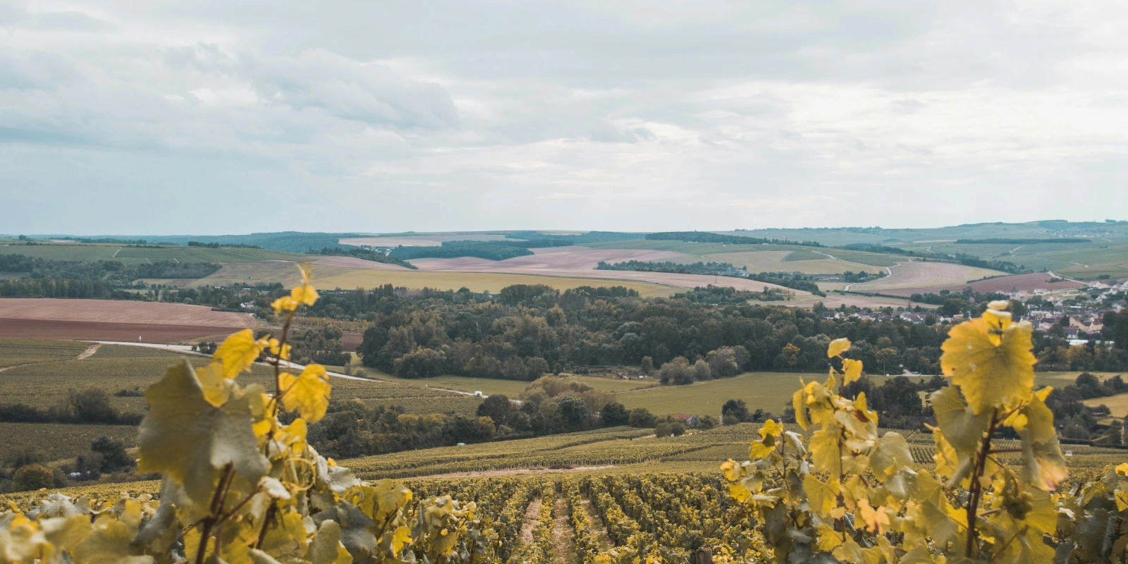 BTSA ACSAGRI (Ex-ACSE) : Correspondance et Formations à Distance